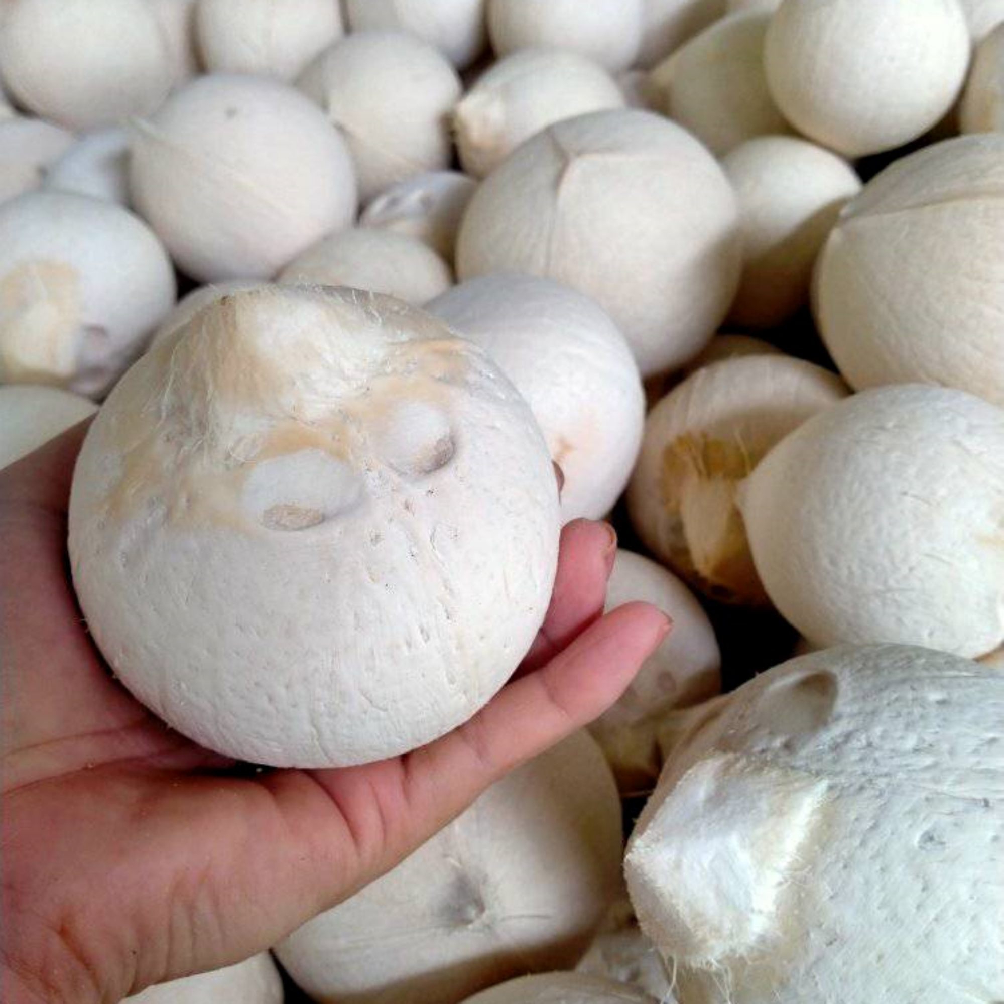 Cung cấp dừa gọt sọ giá sỉ, số lượng lớn