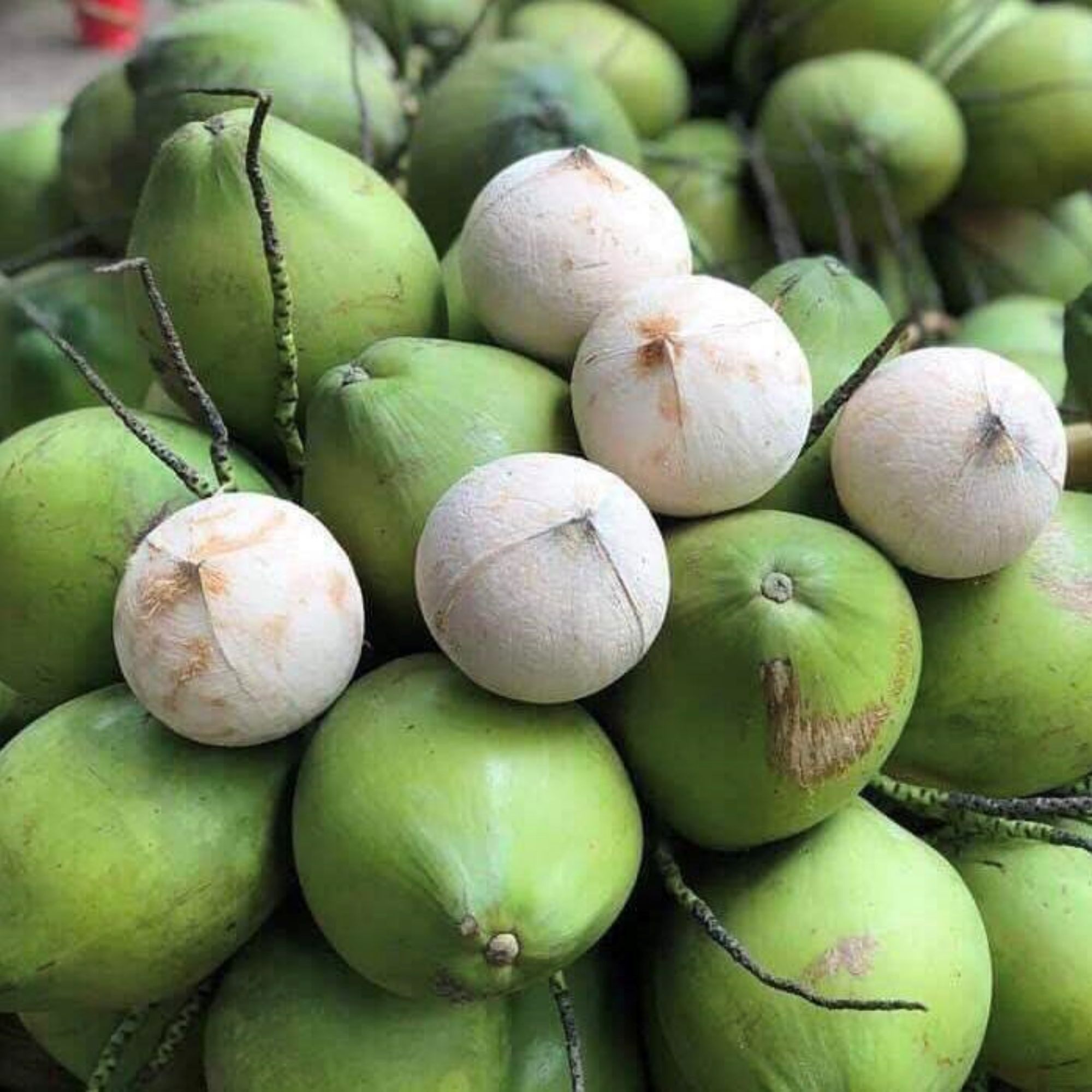 Loại dừa xiêm xanh gọt trọc đang được sử dụng phổ biến nhất