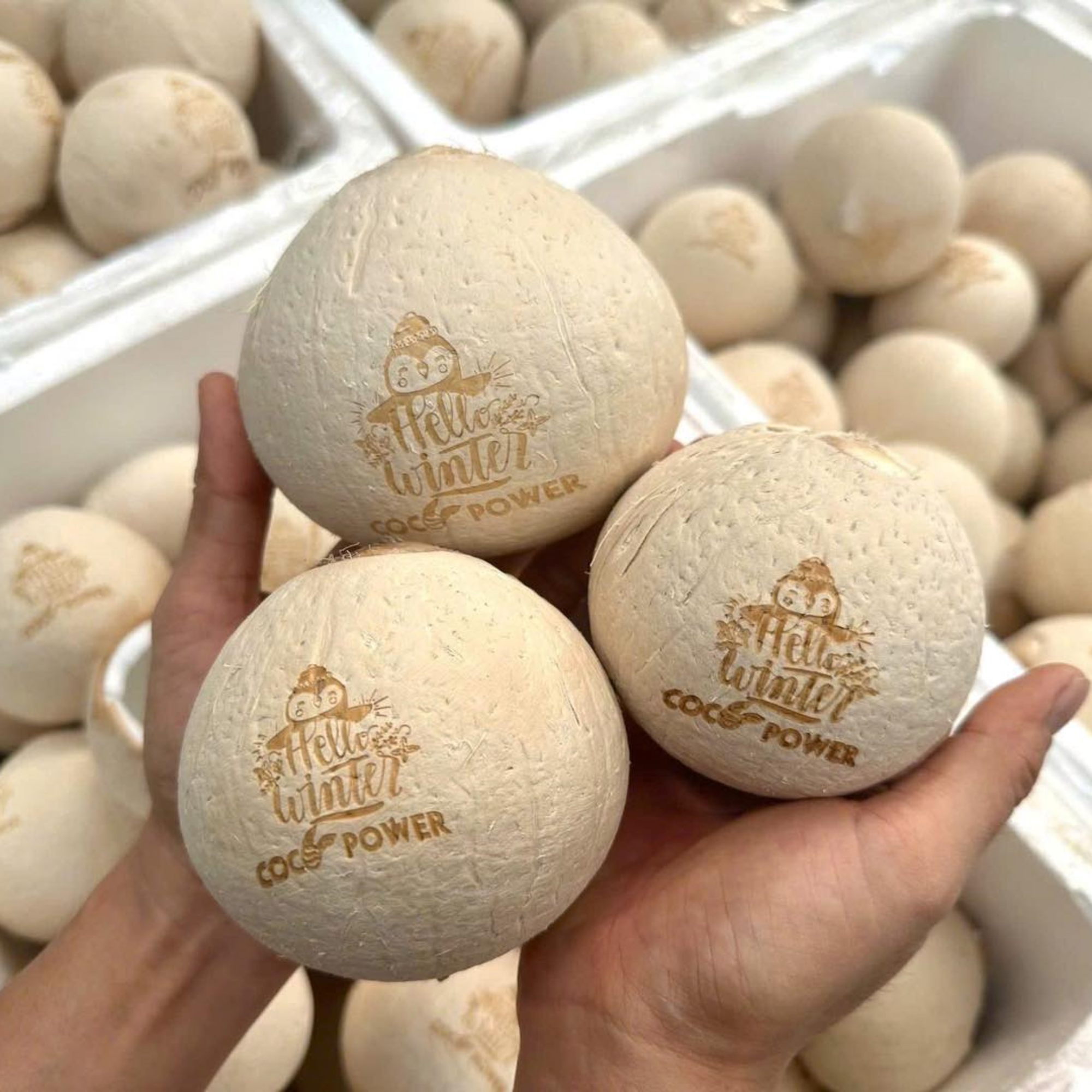 Dừa xiêm gọt trọc khắc logo theo yêu cầu tại Quà Quê Dừa