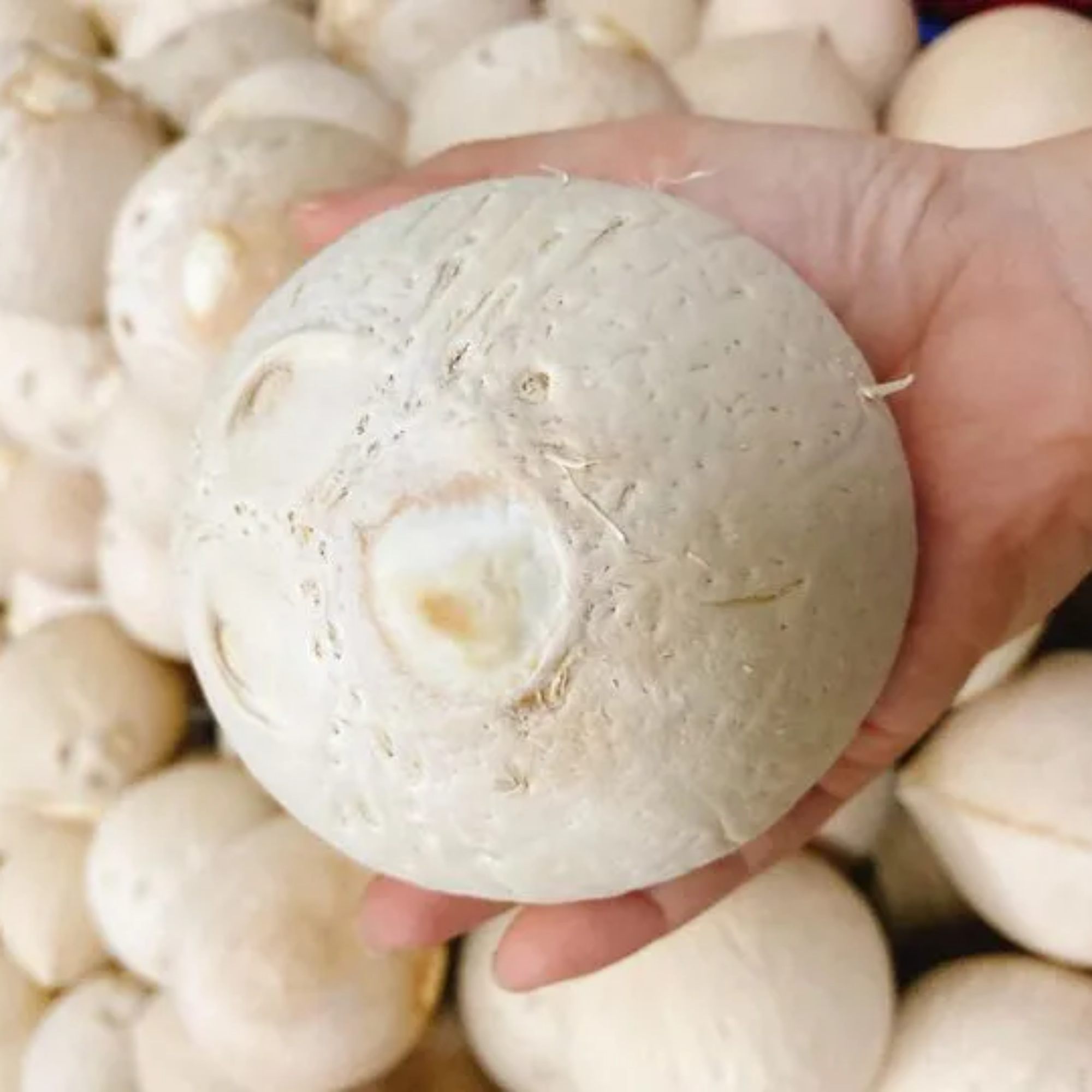 Cần bảo quản dừa gọt trọc theo nhiệt độ lý tưởng để sử dụng dài lâu hơn