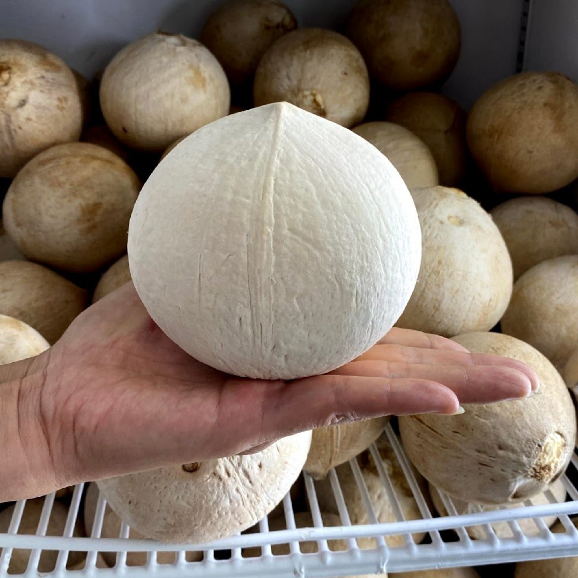 Dừa xiêm xanh gọt trọc size vừa