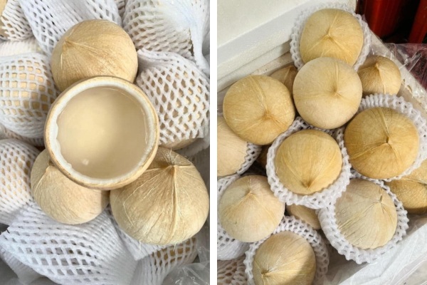 Bảo quản dừa xiêm xanh trọc trong ngăn mát từ 2 - 5 độ C lý tưởng