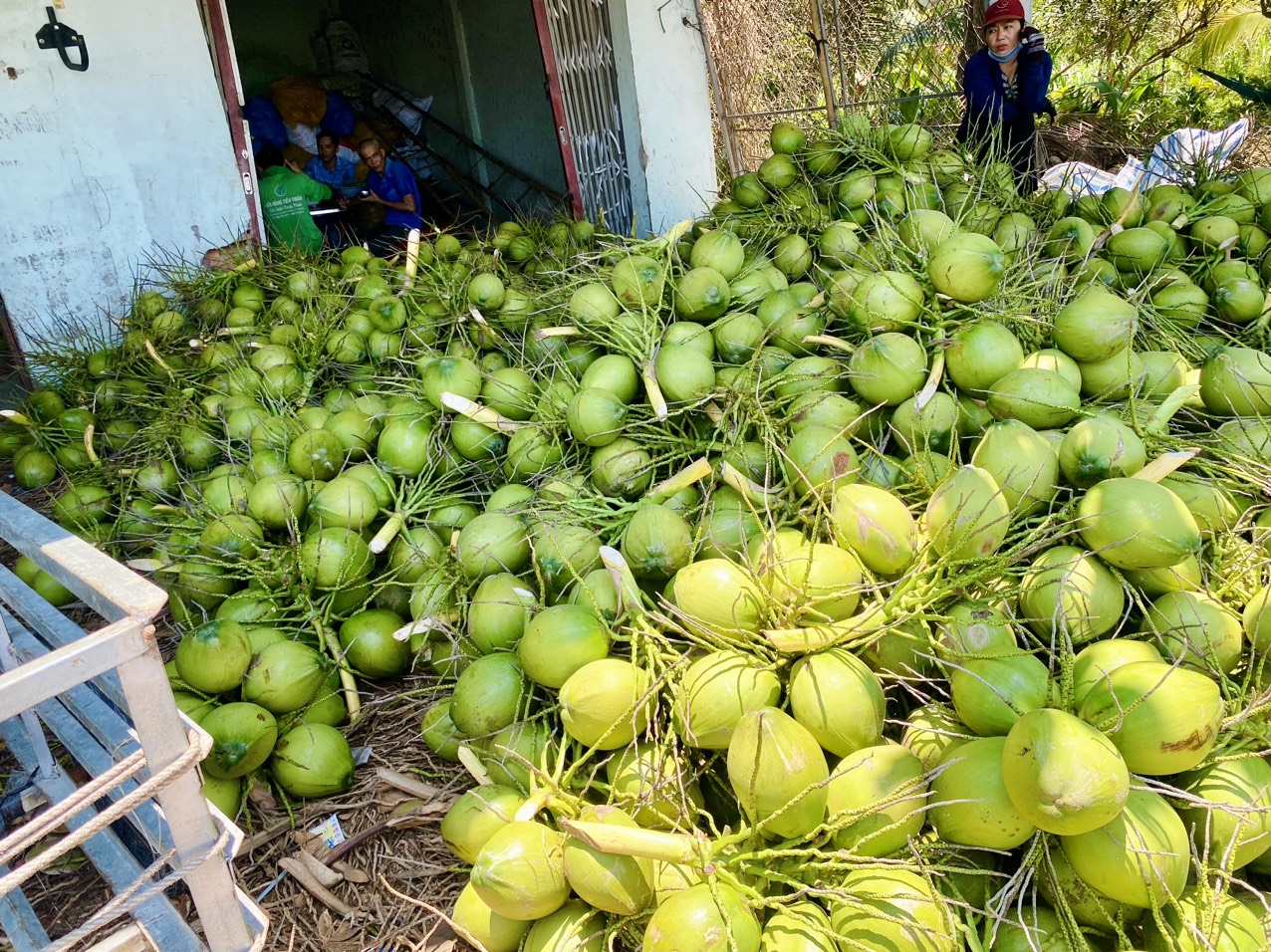 Quà Quê Dừa tuyển chọn dừa xiêm xanh kỹ lưỡng