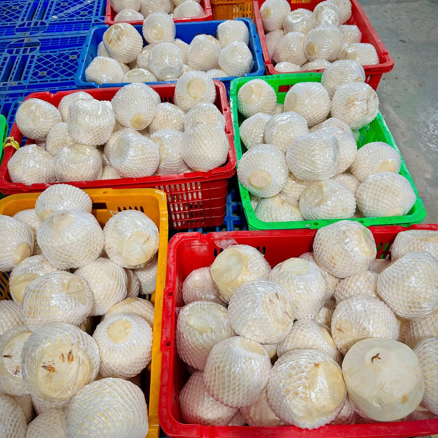 Dừa xiêm gọt kim cương giá sỉ tại Quà Quê Dừa