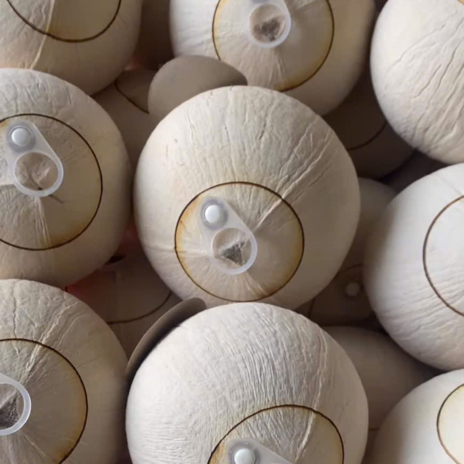 Dừa nắp khoen có hình thức bắt mắt, được khách sạn, resort, đơn vị sự kiện ưa chuộng