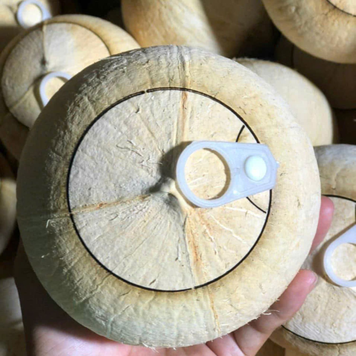 Dừa xiêm trọc nắp khoen giá rẻ, nhận số lượng lớn