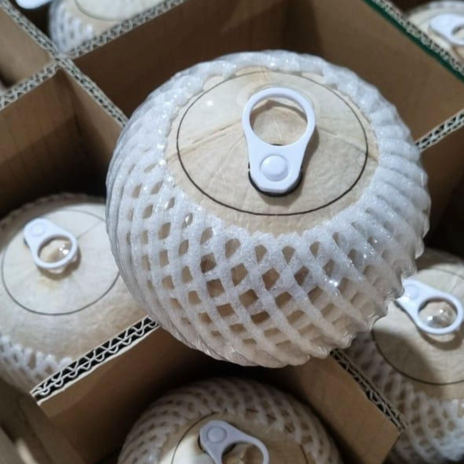 Dừa xiêm nắp bật xuất khẩu giá tốt