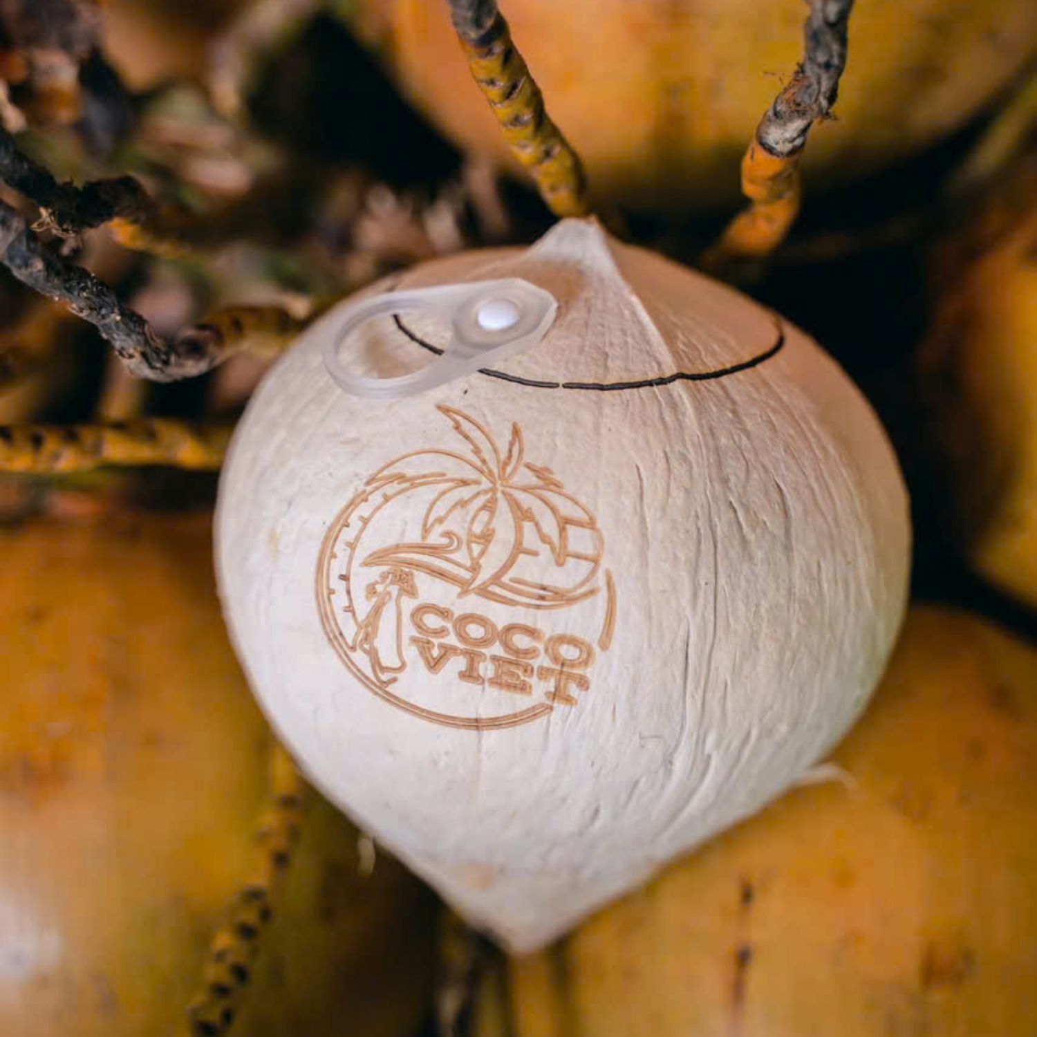 Dừa trọc nắp khoen khắc logo theo yêu cầu